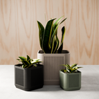 Muted Green