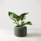 Muted Green